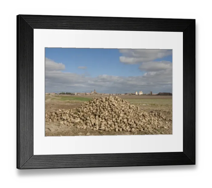 Framed Print : Sugar Beet (Beta vulgaris) crop, heap of harvested roots, with village in background, Madrigal de las Altas Torres Framed Print : Sugar Beet (Beta vulgaris) crop, heap of harvested roots, with village in background, Madrigal de las Altas Torres