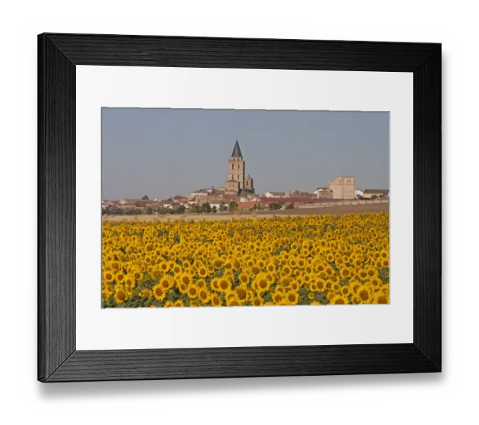 Framed Print : Sunflower (Helianthus sp. ) crop, flowering in field, with village and church in background Framed Print : Sunflower (Helianthus sp. ) crop, flowering in field, with village and church in background