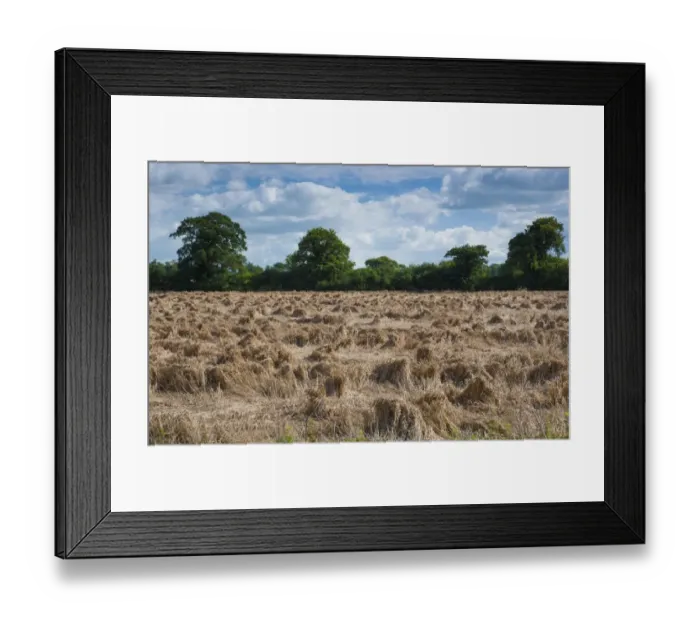 Framed Print : Wheat (Triticum aestivum) lodged crop, flattened during wet weather, near Chester, Cheshire, England, August Framed Print : Wheat (Triticum aestivum) lodged crop, flattened during wet weather, near Chester, Cheshire, England, August