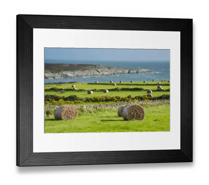 Framed Print : Big round hay bales in coastal meadows, near Holyhead, Holy Island, Anglesey, Wales, August Framed Print : Big round hay bales in coastal meadows, near Holyhead, Holy Island, Anglesey, Wales, August