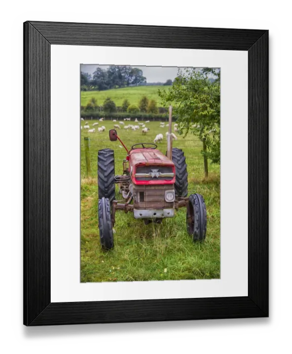 Framed Print : Old Massey Ferguson 135 tractor, beside pasture with grazing sheep, Ruthin, Denbighshire, North Wales, October Framed Print : Old Massey Ferguson 135 tractor, beside pasture with grazing sheep, Ruthin, Denbighshire, North Wales, October