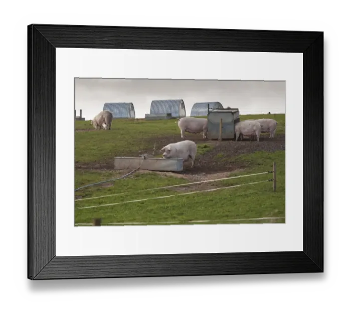 Framed Print : Pig farming, freerange sows on commercial outdoor unit, with drinking trough, feeders and arcs, Bilsthorpe Framed Print : Pig farming, freerange sows on commercial outdoor unit, with drinking trough, feeders and arcs, Bilsthorpe