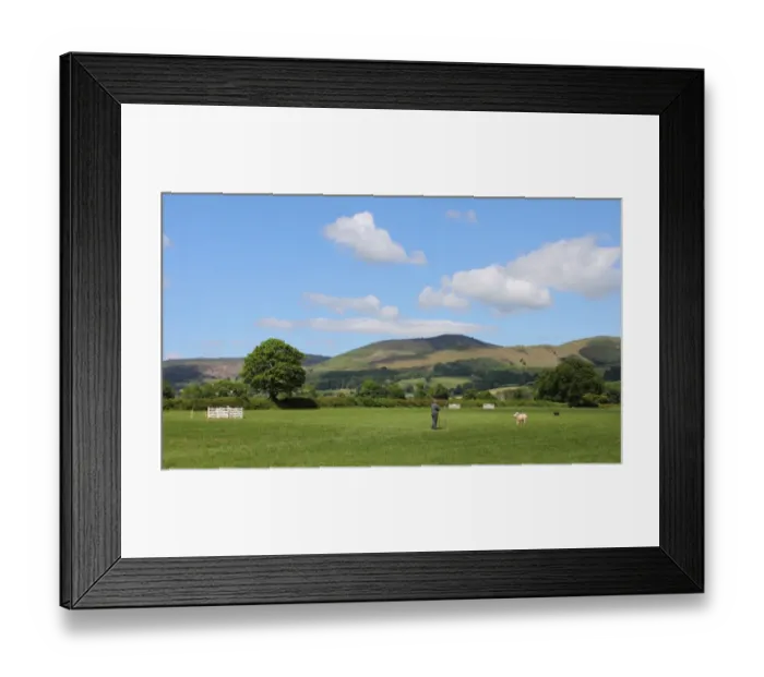 Framed Print : Local sheepdog trials, Vale of Clwyd, Denbighshire, North Wales, august Framed Print : Local sheepdog trials, Vale of Clwyd, Denbighshire, North Wales, august