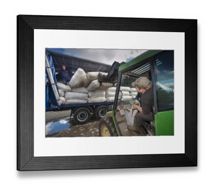Framed Print : Telehandler loading Britsh Wool lorry with wool bales, Jervaulx, Masham, Ripon, North Yorkshire, England, August Framed Print : Telehandler loading Britsh Wool lorry with wool bales, Jervaulx, Masham, Ripon, North Yorkshire, England, August
