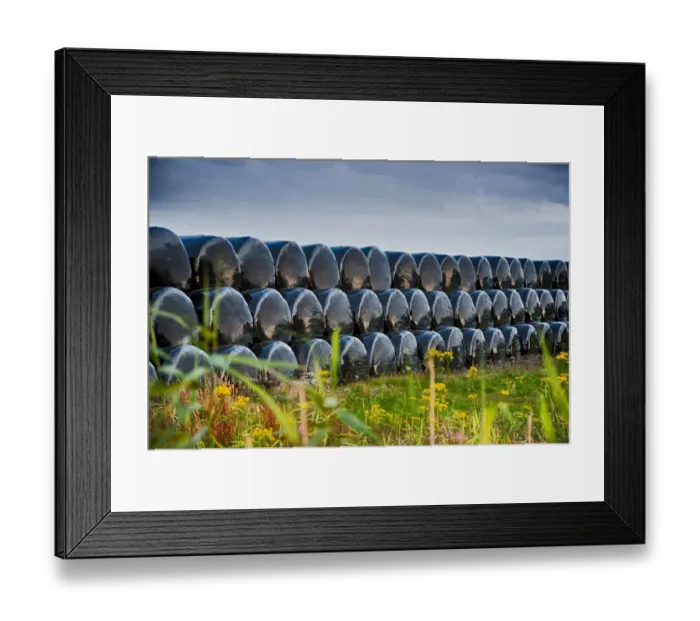 Framed Print : Plastic wrapped round silage bales, stacked in field, Newborough, Anglesey, Wales, August Framed Print : Plastic wrapped round silage bales, stacked in field, Newborough, Anglesey, Wales, August