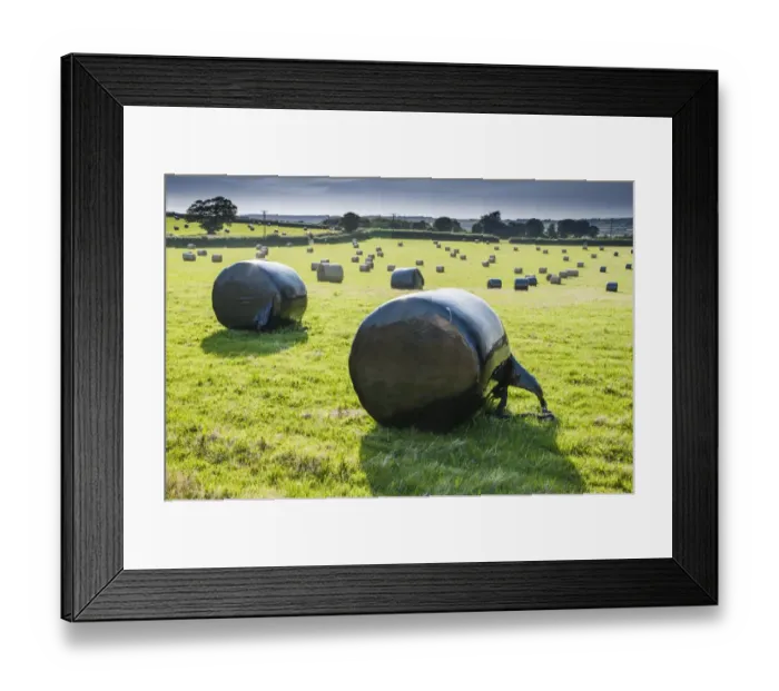 Framed Print : Plastic wrapped round silage bales in field, Llangaffo, Anglesey, Wales, August Framed Print : Plastic wrapped round silage bales in field, Llangaffo, Anglesey, Wales, August