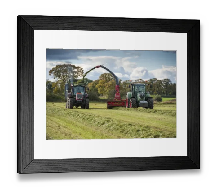 Framed Print : Forage harvesting grass for silage, tractor with forage harvester cutting grass and loading wagon, Tattenhall