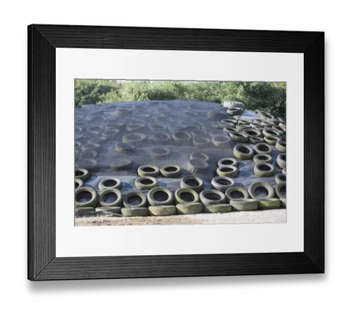 Framed Print : Silage clamp with mesh and tyres, Ripon, North Yorkshire, England, August Framed Print : Silage clamp with mesh and tyres, Ripon, North Yorkshire, England, August