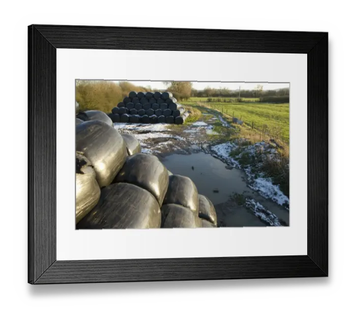 Framed Print : Stacks of black plastic wrapped silage bales on muddy waterlogged farm track, near Wilstone, Hertfordshire, England Framed Print : Stacks of black plastic wrapped silage bales on muddy waterlogged farm track, near Wilstone, Hertfordshire, England