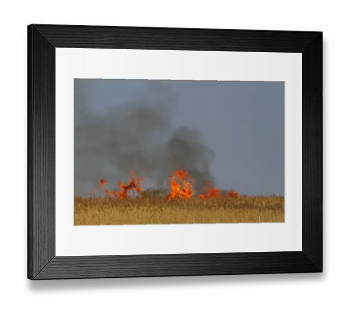 Framed Print : Controlled burning of reeds in coastal reedbed habitat, Cley Marshes Reserve, Cley-next-the-sea, Norfolk, England Framed Print : Controlled burning of reeds in coastal reedbed habitat, Cley Marshes Reserve, Cley-next-the-sea, Norfolk, England
