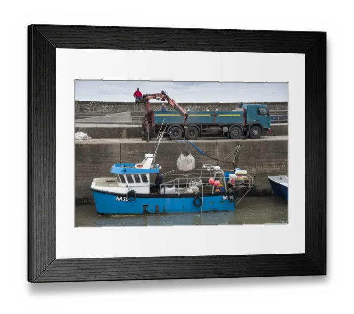 Framed Print : Fishing boat in harbour, with whelks being unloaded onto lorry, Saundersfoot, Pembrokeshire, Wales, August Framed Print : Fishing boat in harbour, with whelks being unloaded onto lorry, Saundersfoot, Pembrokeshire, Wales, August