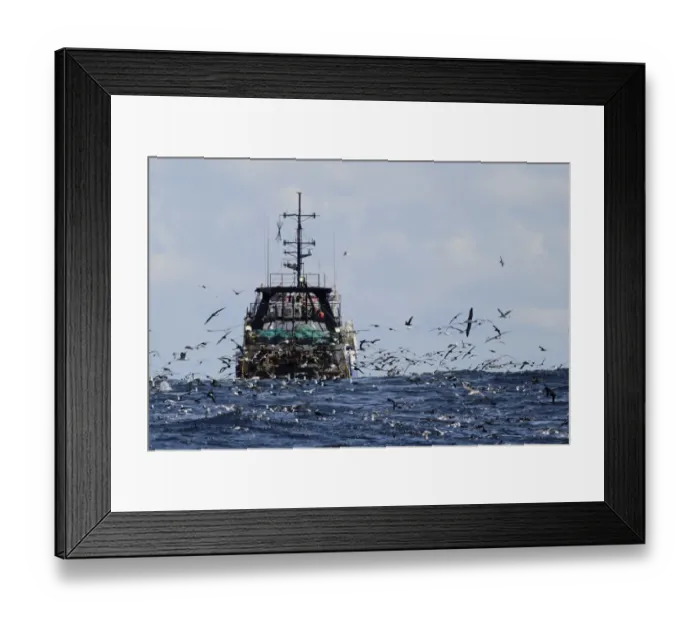 Framed Print : Deep-sea trawler being followed by seabirds at sea, including albatrosses, cape gannets and petrels, off Cape Town Framed Print : Deep-sea trawler being followed by seabirds at sea, including albatrosses, cape gannets and petrels, off Cape Town