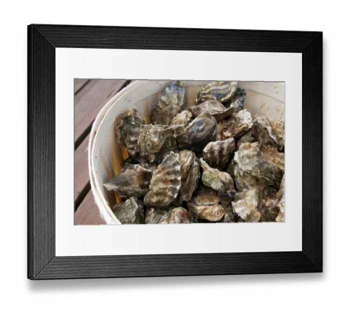 Framed Print : Fresh oysters, West Mersea, Essex, England, August Framed Print : Fresh oysters, West Mersea, Essex, England, August