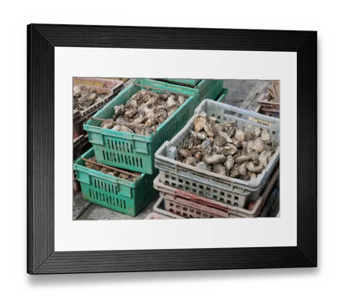 Framed Print : Oysters in plastic containers on fishing boat deck, West Mersea, Essex, England, August Framed Print : Oysters in plastic containers on fishing boat deck, West Mersea, Essex, England, August
