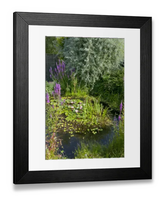 Framed Print : Wildlife garden pond, Norfolk, England, August Framed Print : Wildlife garden pond, Norfolk, England, August