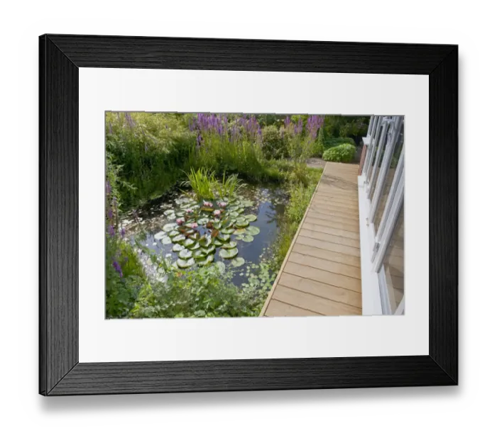 Framed Print : Wildlife garden pond with boardwalk and conservatory, Norfolk, England, August Framed Print : Wildlife garden pond with boardwalk and conservatory, Norfolk, England, August
