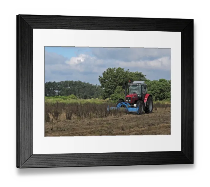 Framed Print : Tractor mowing sprayed thistles after spraying with Roundup herbicide on Higher Level Stewardship land, Norfolk Framed Print : Tractor mowing sprayed thistles after spraying with Roundup herbicide on Higher Level Stewardship land, Norfolk