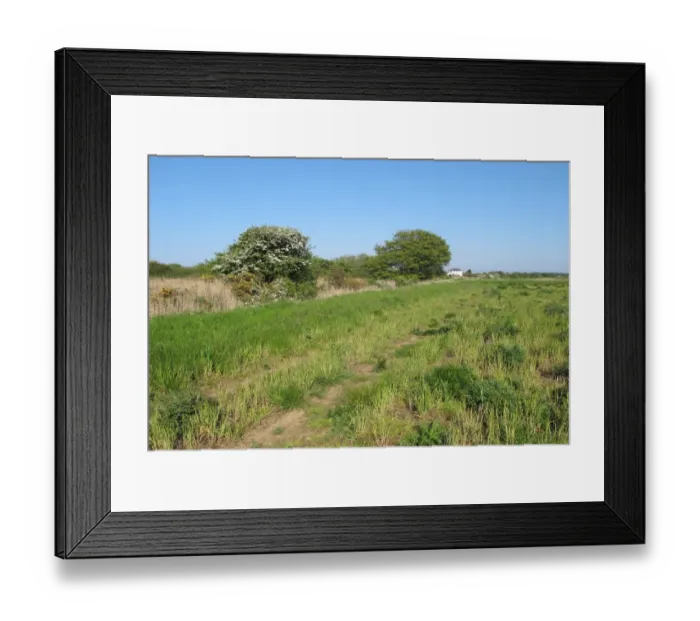 Framed Print : View across newly created Higher Level Stewardship land with mature scrubland at edge towards farmhouse, Eccles-on-sea Framed Print : View across newly created Higher Level Stewardship land with mature scrubland at edge towards farmhouse, Eccles-on-sea