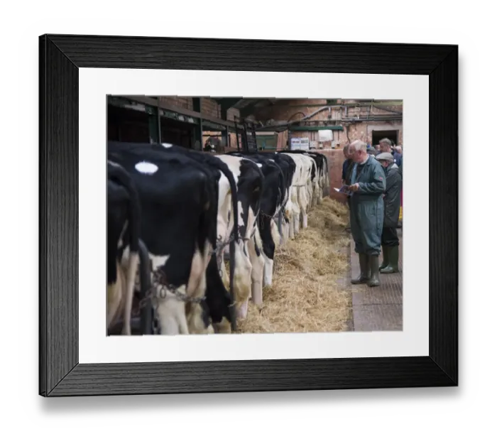 Framed Print : Livestock market, dairy cows ready to enter auction ring, Leek Auction Mart, Staffordshire, England, October Framed Print : Livestock market, dairy cows ready to enter auction ring, Leek Auction Mart, Staffordshire, England, October