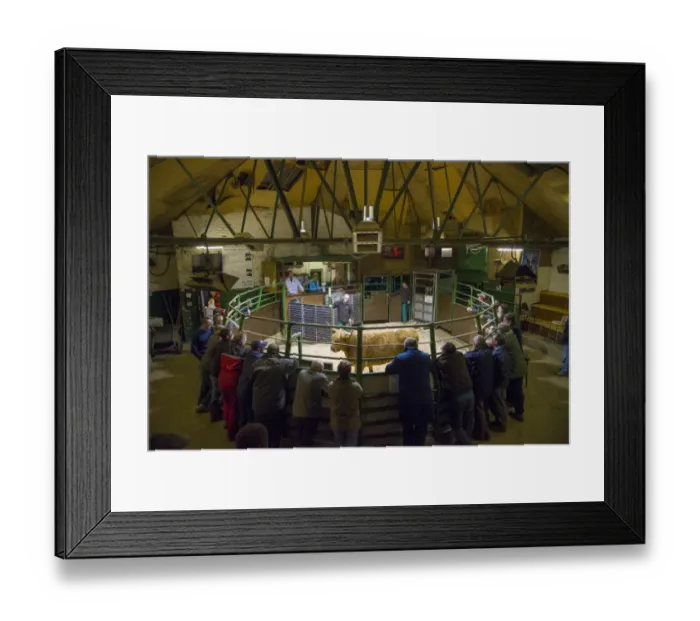 Framed Print : Livestock market, selling OTM (over thirty month) Highland cow in auction ring, Darlington Auction Mart, Darlington Framed Print : Livestock market, selling OTM (over thirty month) Highland cow in auction ring, Darlington Auction Mart, Darlington
