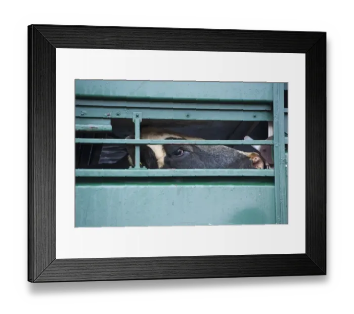 Framed Print : Livestock market, cull dairy cow, looking out from livestock lorry at market, Darlington Auction Mart, Darlington Framed Print : Livestock market, cull dairy cow, looking out from livestock lorry at market, Darlington Auction Mart, Darlington