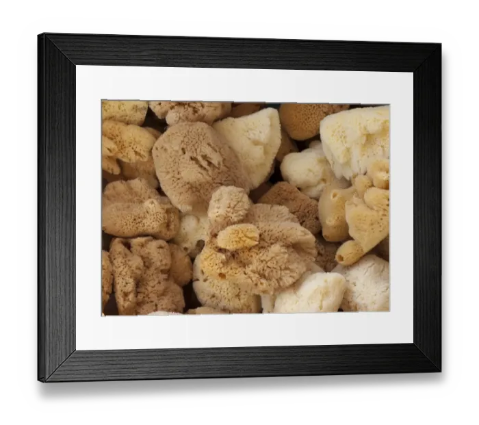 Framed Print : Sea sponges for sale in gift shop, Kamari, Santorini, Cyclades, Aegean Sea, Greece, September Framed Print : Sea sponges for sale in gift shop, Kamari, Santorini, Cyclades, Aegean Sea, Greece, September