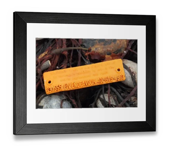 Framed Print : American lobster trap tag washed up on beach strandline, Chesil Beach, Dorset, England, October Framed Print : American lobster trap tag washed up on beach strandline, Chesil Beach, Dorset, England, October