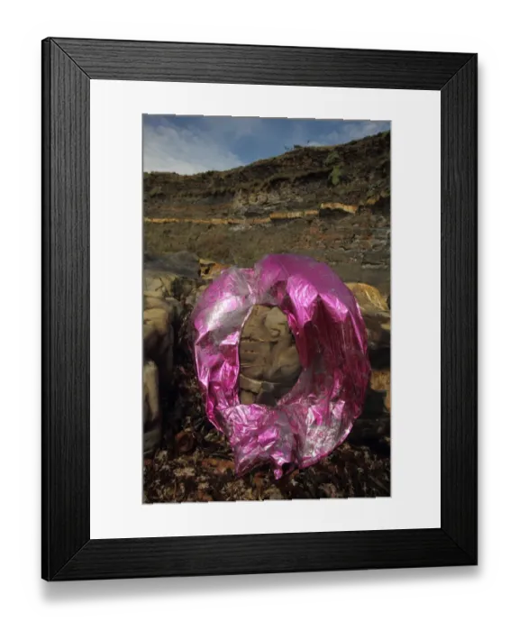 Framed Print : Foil balloon washed up on beach strandline, Kimmeridge Bay, Isle of Purbeck, Dorset, England, august Framed Print : Foil balloon washed up on beach strandline, Kimmeridge Bay, Isle of Purbeck, Dorset, England, august
