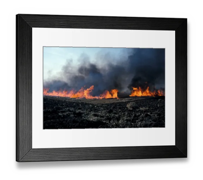 Framed Print : Straw Burning Stubble burning of wheat field - Suffolk Framed Print : Straw Burning Stubble burning of wheat field - Suffolk