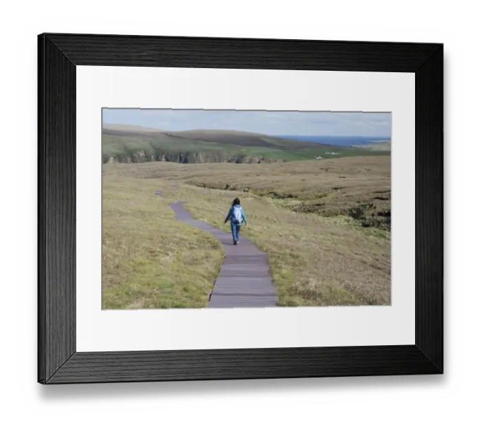 Framed Print : Walker walking on boardwalk across coastal moorland to reserve, Hermaness National Nature Reserve, Unst Framed Print : Walker walking on boardwalk across coastal moorland to reserve, Hermaness National Nature Reserve, Unst