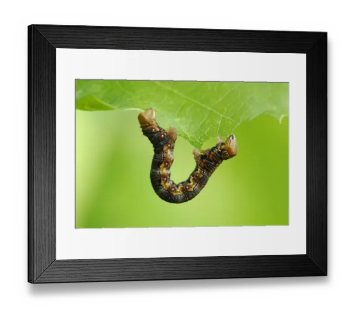 Framed Print : Mottled Umber (Erannis defoliaria) caterpillar, feeding on leaf in ancient woodland, Alun Valley, Vale of Glamorgan Framed Print : Mottled Umber (Erannis defoliaria) caterpillar, feeding on leaf in ancient woodland, Alun Valley, Vale of Glamorgan