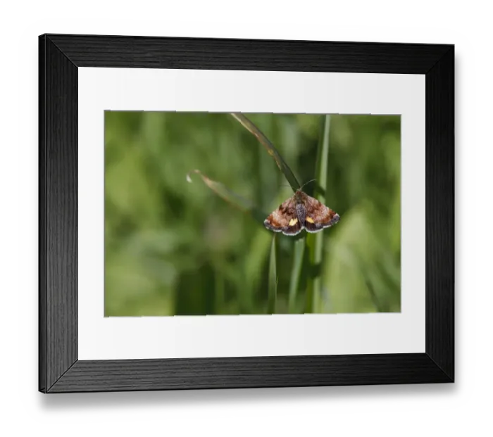 Framed Print : Small Yellow Underwing (Panemeria tenebrata) adult, resting on grass in meadow, Powys, Wales, May Framed Print : Small Yellow Underwing (Panemeria tenebrata) adult, resting on grass in meadow, Powys, Wales, May