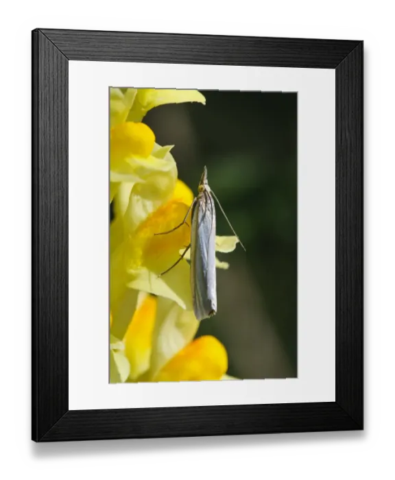 Framed Print : Hook-streaked Grass-veneer (Crambus lathoniellus) adult, resting on Common Toadflax (Linaria vulgaris) flower Framed Print : Hook-streaked Grass-veneer (Crambus lathoniellus) adult, resting on Common Toadflax (Linaria vulgaris) flower