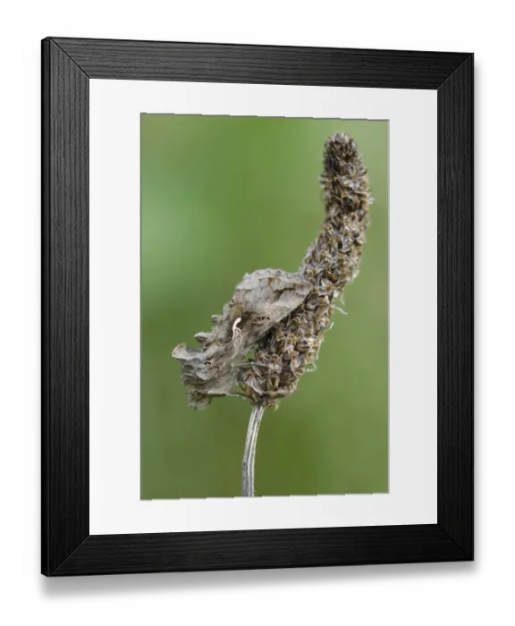 Framed Print : Silver Y (Autographa gamma) adult, roosting on Hoary Plantain (Plantago media) seedhead, Pembrey Country Park Framed Print : Silver Y (Autographa gamma) adult, roosting on Hoary Plantain (Plantago media) seedhead, Pembrey Country Park