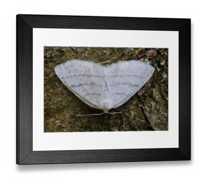 Framed Print : Common White Wave (Cabera pusaria) adult, resting on birch tree, Thursley Common National Nature Reserve, Surrey Framed Print : Common White Wave (Cabera pusaria) adult, resting on birch tree, Thursley Common National Nature Reserve, Surrey