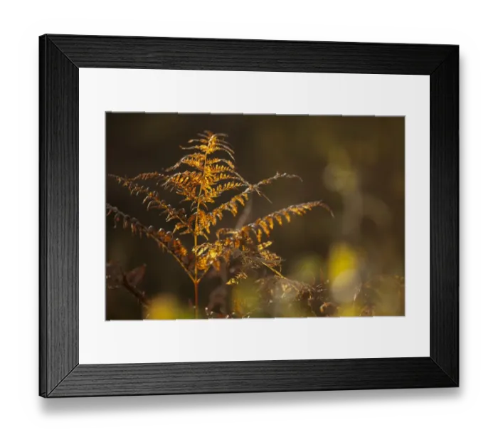 Framed Print : Bracken (Pteridium aquilinum) fronds in autumn colour, Greno Woods Reserve, Sheffield, South Yorkshire, England Framed Print : Bracken (Pteridium aquilinum) fronds in autumn colour, Greno Woods Reserve, Sheffield, South Yorkshire, England