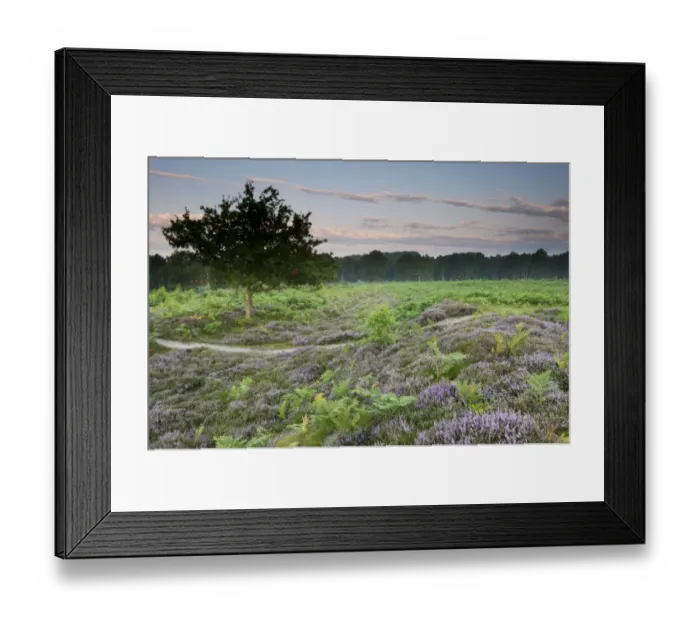 Framed Print : Bracken (Pteridium aquilinum) with Common Heather (Calluna vulgaris) flowering Framed Print : Bracken (Pteridium aquilinum) with Common Heather (Calluna vulgaris) flowering