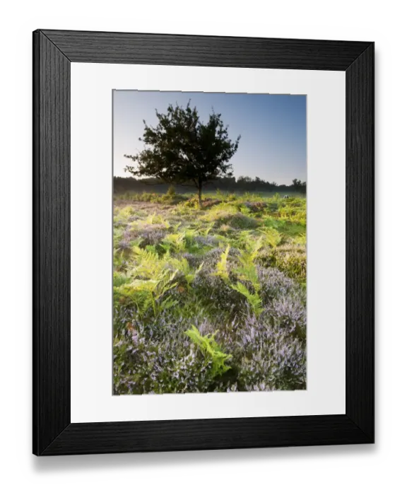 Framed Print : Bracken (Pteridium aquilinum) with Common Heather (Calluna vulgaris) flowering Framed Print : Bracken (Pteridium aquilinum) with Common Heather (Calluna vulgaris) flowering
