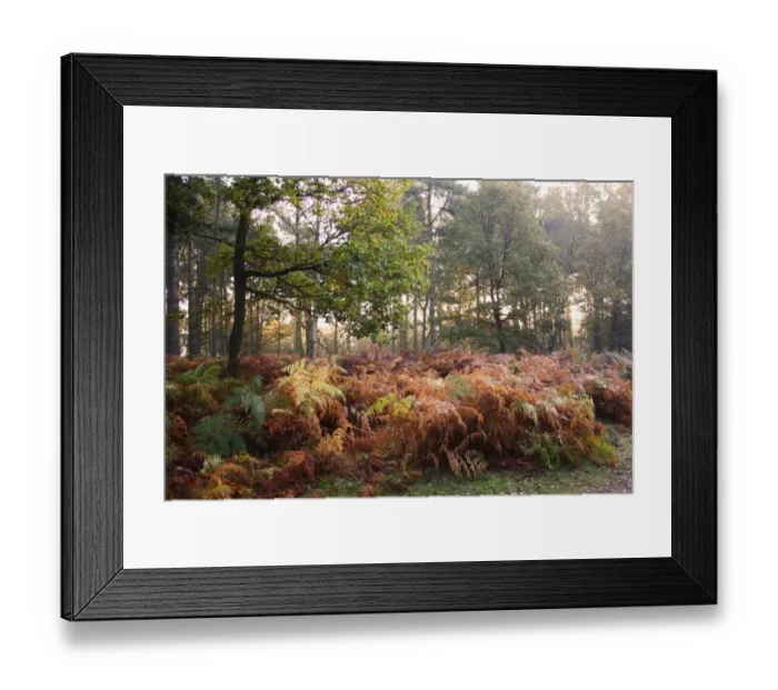 Framed Print : Bracken (Pteridium aquilinum) fronds in autumn colour, growing in woodland habitat at dawn, Knettishall Heath Reserve Framed Print : Bracken (Pteridium aquilinum) fronds in autumn colour, growing in woodland habitat at dawn, Knettishall Heath Reserve