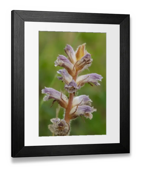 Framed Print : Common Broomrape (Orobanche minor) close-up of flowers, parasitic on White Clover (Trifolium repens), Causse de Gramat Framed Print : Common Broomrape (Orobanche minor) close-up of flowers, parasitic on White Clover (Trifolium repens), Causse de Gramat