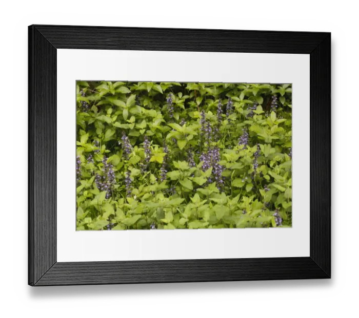 Framed Print : Common Bugle (Ajuga reptans) flowering, growing in woodland, Powys, Wales, June Framed Print : Common Bugle (Ajuga reptans) flowering, growing in woodland, Powys, Wales, June