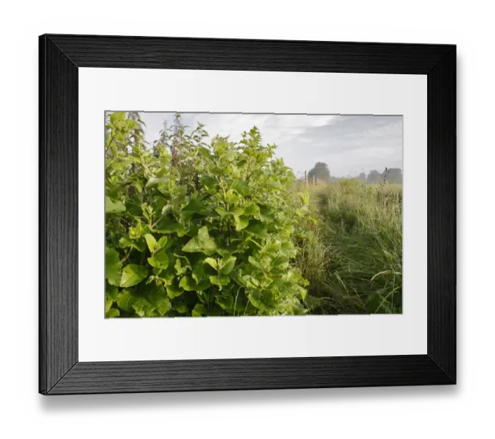 Framed Print : Lesser Burdock (Arctium minus) leaves, growing on field headland in farmland, Bacton, Suffolk, England, july Framed Print : Lesser Burdock (Arctium minus) leaves, growing on field headland in farmland, Bacton, Suffolk, England, july