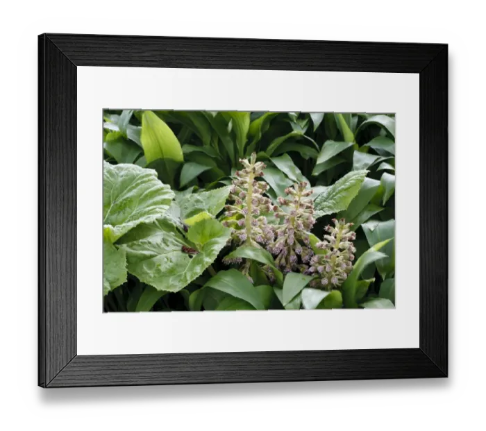 Framed Print : Common Butterbur (Petasites hybridus) male flowering, growing amongst Ramsons (Allium ursinum) leaves, Powys, Wales Framed Print : Common Butterbur (Petasites hybridus) male flowering, growing amongst Ramsons (Allium ursinum) leaves, Powys, Wales
