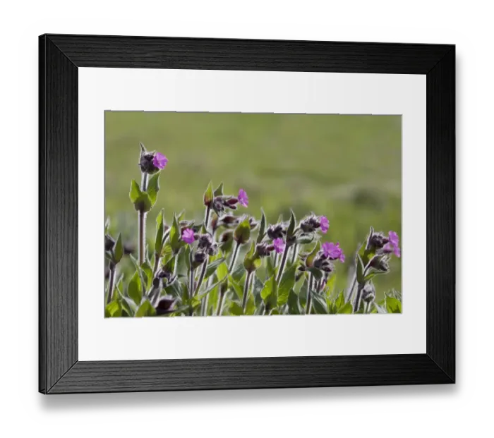 Framed Print : Red Campion (Silene dioica) flowering, backlit, Unst, Shetland Islands, Scotland, May