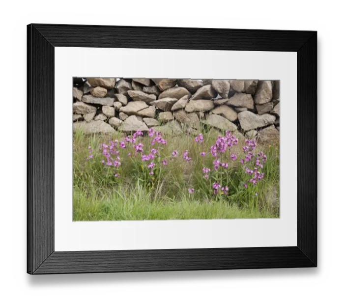Framed Print : Red Campion (Silene dioica) flowering, growing on roadside beside drystone wall, Unst, Shetland Islands, Scotland, June