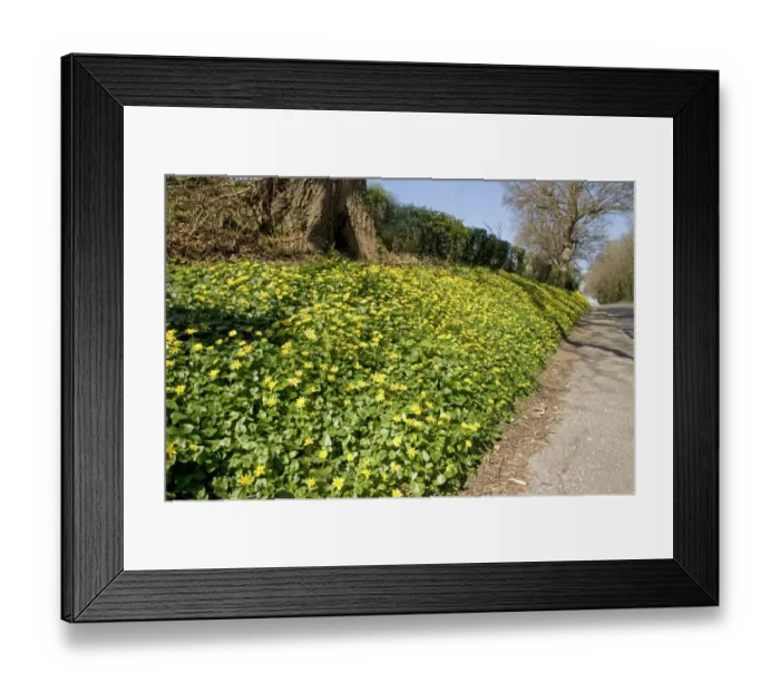 Framed Print : Lesser Celandine (Ranunculus ficaria) flowering mass, growing on roadside verge habitat, Sussex, England, march Framed Print : Lesser Celandine (Ranunculus ficaria) flowering mass, growing on roadside verge habitat, Sussex, England, march