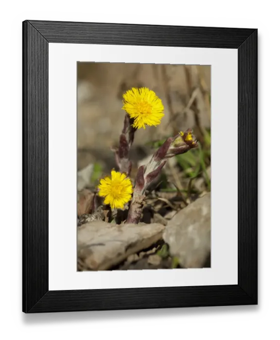 Framed Print : Coltsfoot (Tussilago farfara) flowering, Powys, Wales, March