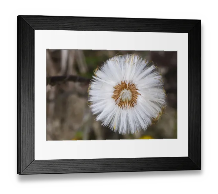 Framed Print : Coltsfoot (Tussilago farfara) close-up of seedhead, Shropshire, England, April Framed Print : Coltsfoot (Tussilago farfara) close-up of seedhead, Shropshire, England, April