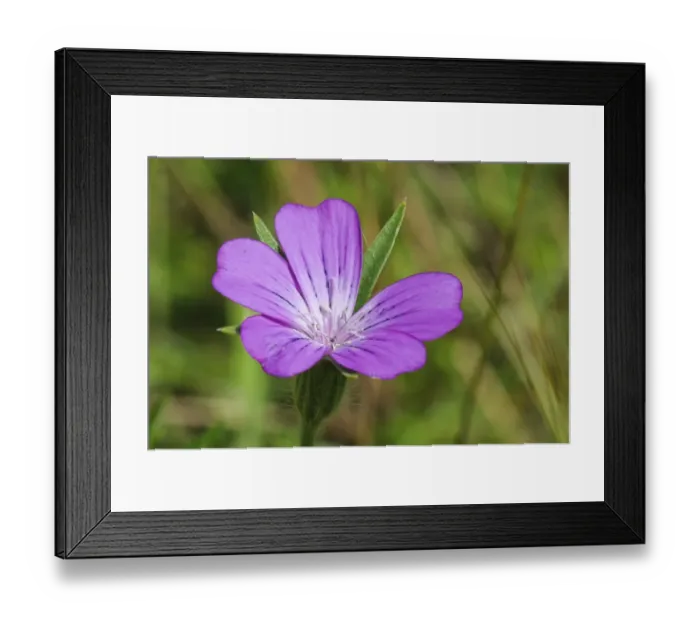 Framed Print : Corncockle (Agrostemma githago) close-up of flower, growing in traditional cornfield, College Lake Nature Reserve Framed Print : Corncockle (Agrostemma githago) close-up of flower, growing in traditional cornfield, College Lake Nature Reserve