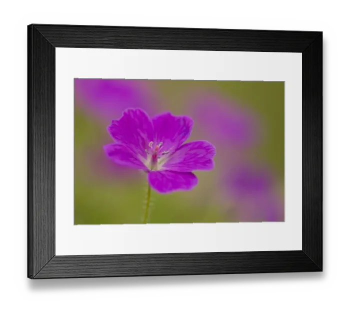 Framed Print : Bloody Cranesbill (Geranium sanguineum) close-up of flower, Chee Dale, Peak District N. P. Derbyshire, England, June Framed Print : Bloody Cranesbill (Geranium sanguineum) close-up of flower, Chee Dale, Peak District N. P. Derbyshire, England, June